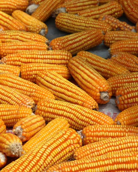 a pile of corn — Foto por X SHUVO na Unsplash