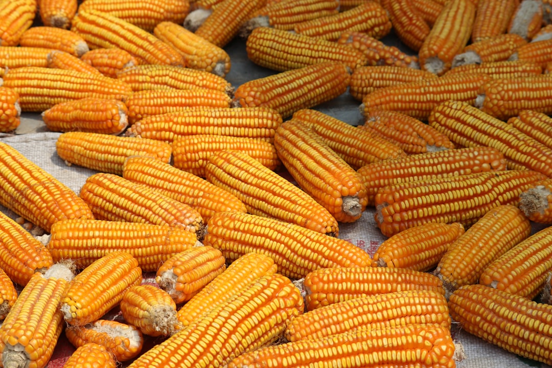 a pile of corn — Foto por X SHUVO na Unsplash